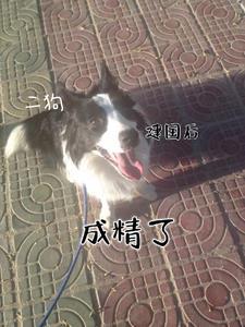 我家小师妹不对劲儿